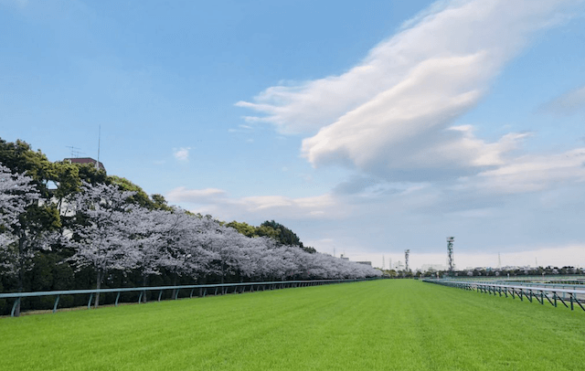 阪神競馬場季節特徴