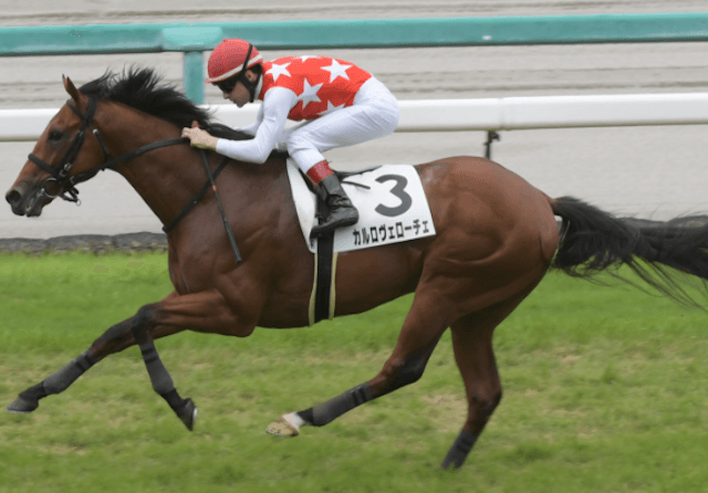 チャンスザローゼスに新馬戦を勝利したカルロヴェローチェ