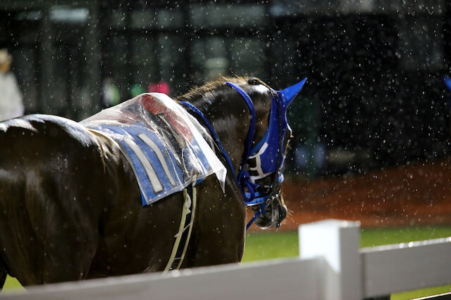 雨の日の競馬トップ