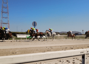 地方競馬は荒れる？予想のコツや実際のオッズを調査してみた結果画像