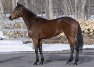 レガレイラ画像