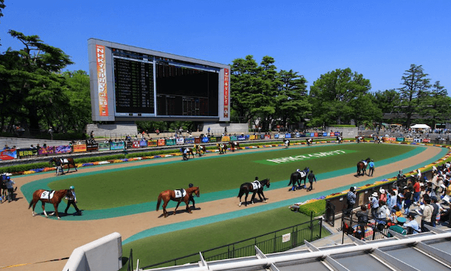 新馬戦予想のパドックの見方