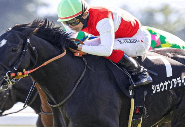 ショウナンアデイブ