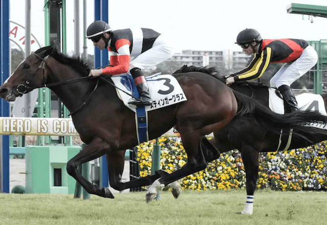 スティンガーグラス